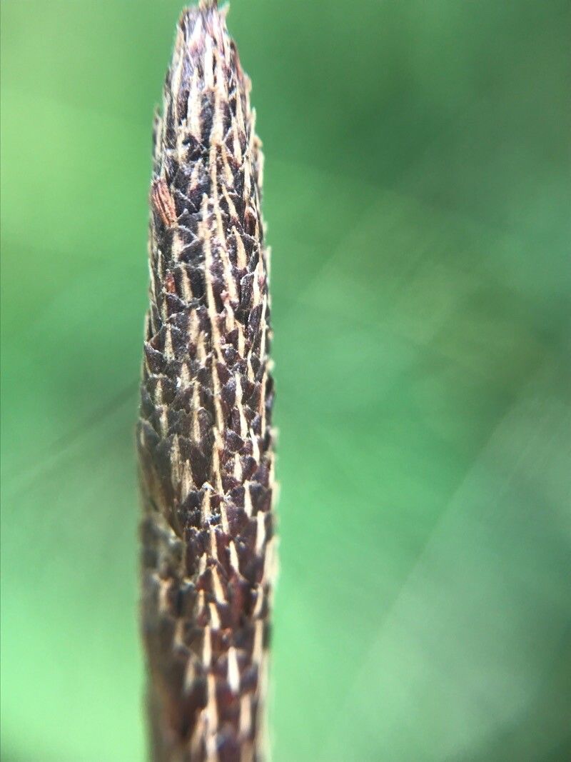 Carex binervis flower