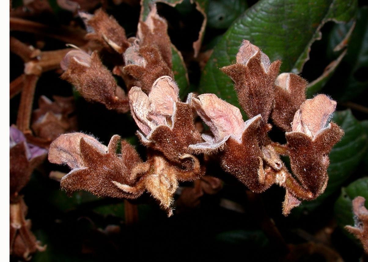 Ormosia velutina flower