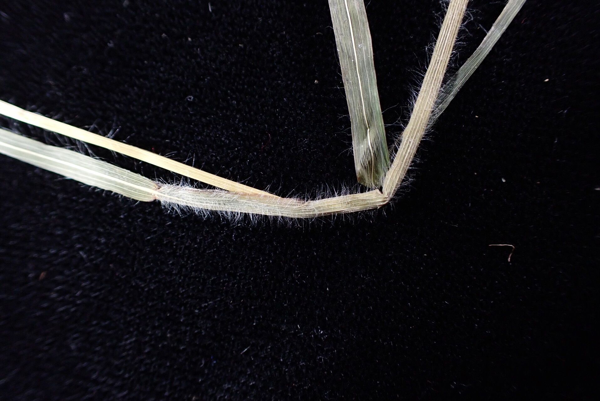 Bromus himalaicus — search result for 'Bromus'