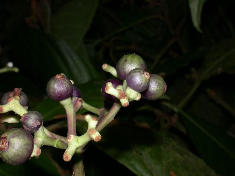 Palicourea hondensis fruit