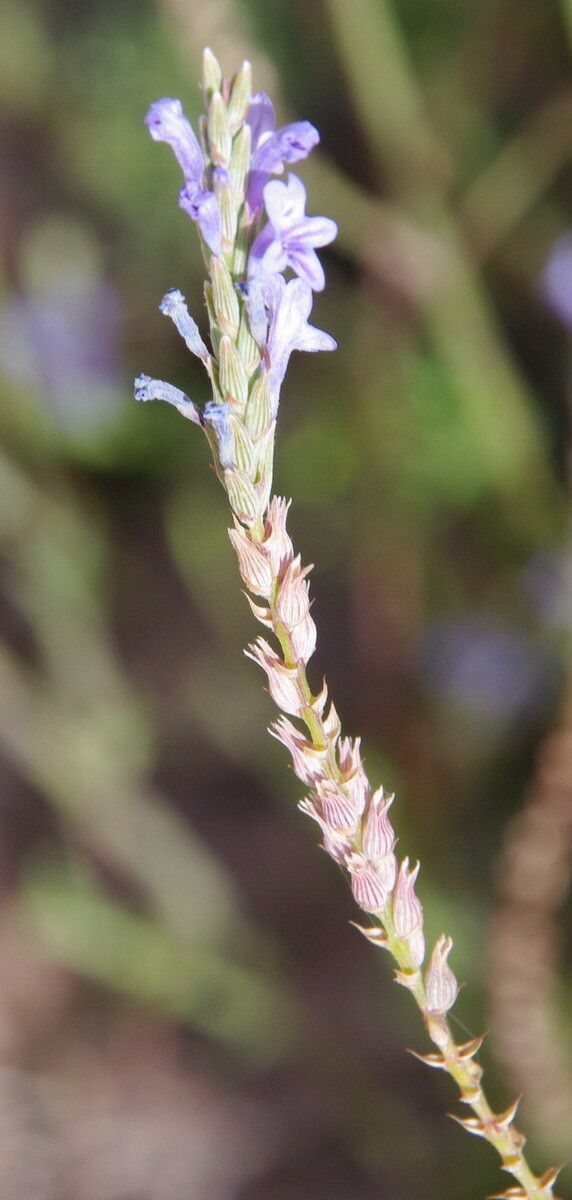 Lavandula coronopifolia flower