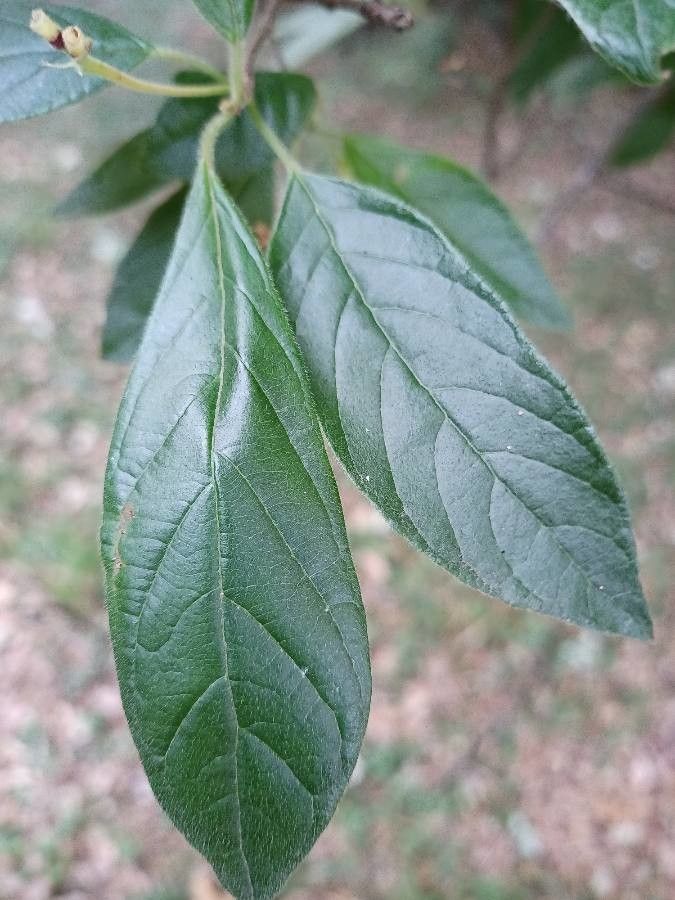 Guettarda uruguensis leaf