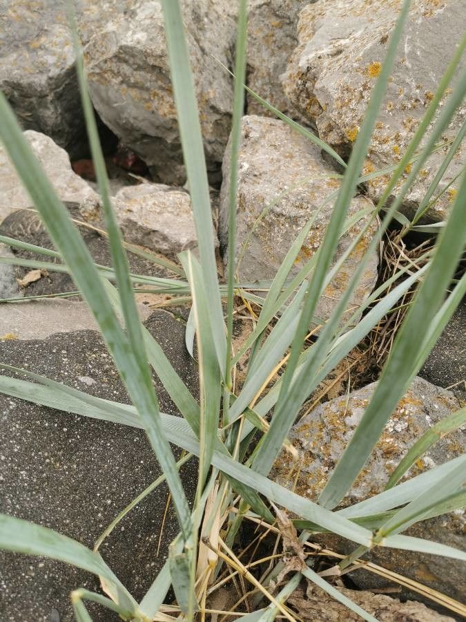 Thinopyrum acutum leaf