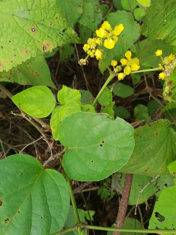 Stigmaphyllon retusum — houseplant care guide