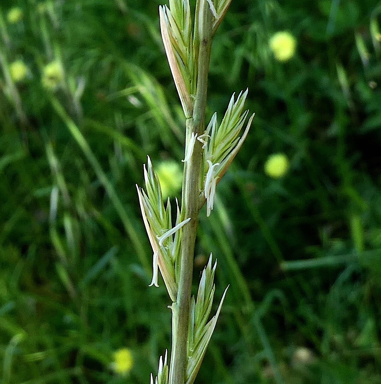 Lolium multiflorum flower