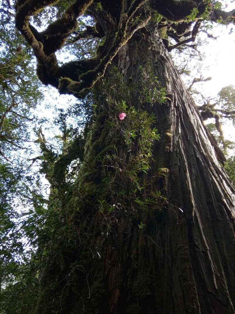 Philesia magellanica habit