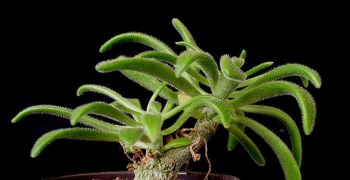 Tylecodon leucothrix habit