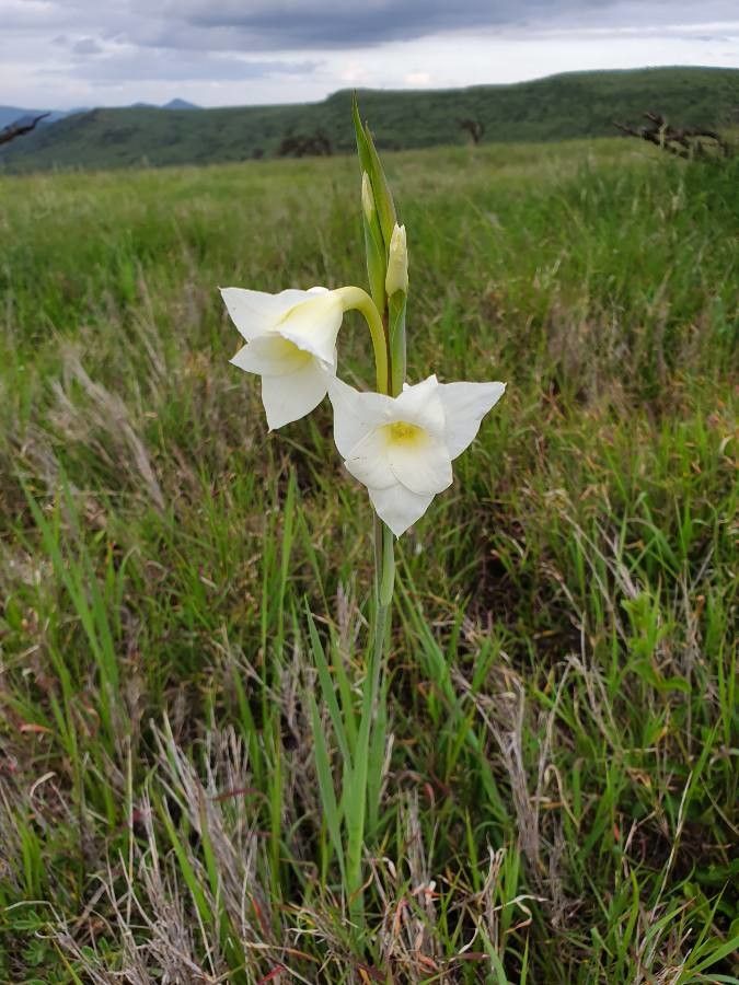 Gladiolus gunnisii flower