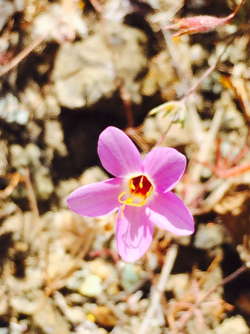 Leptosiphon ambiguus — related species from the same genus