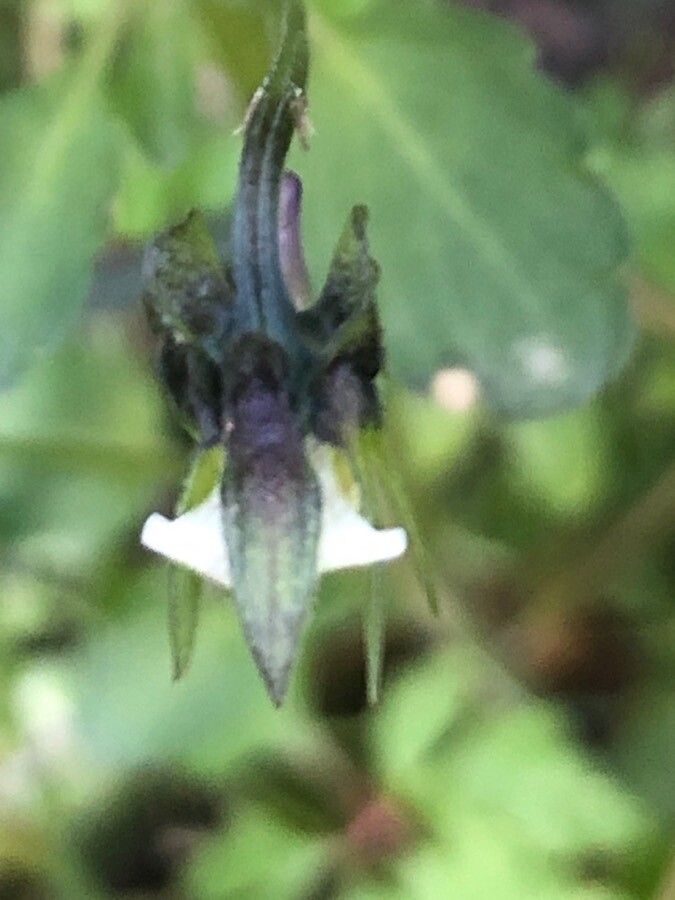 Viola kitaibeliana flower