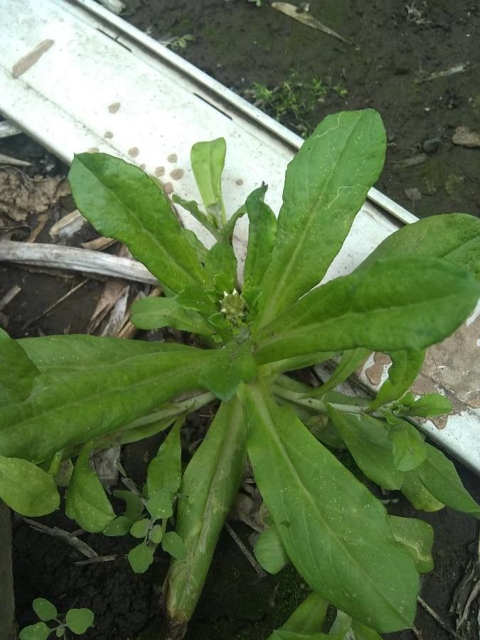 Gnaphalium pensylvanicum leaf