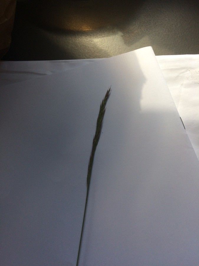 Helictochloa versicolor leaf