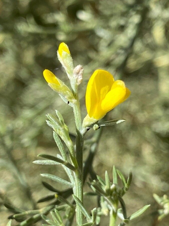 Genista microphylla flower