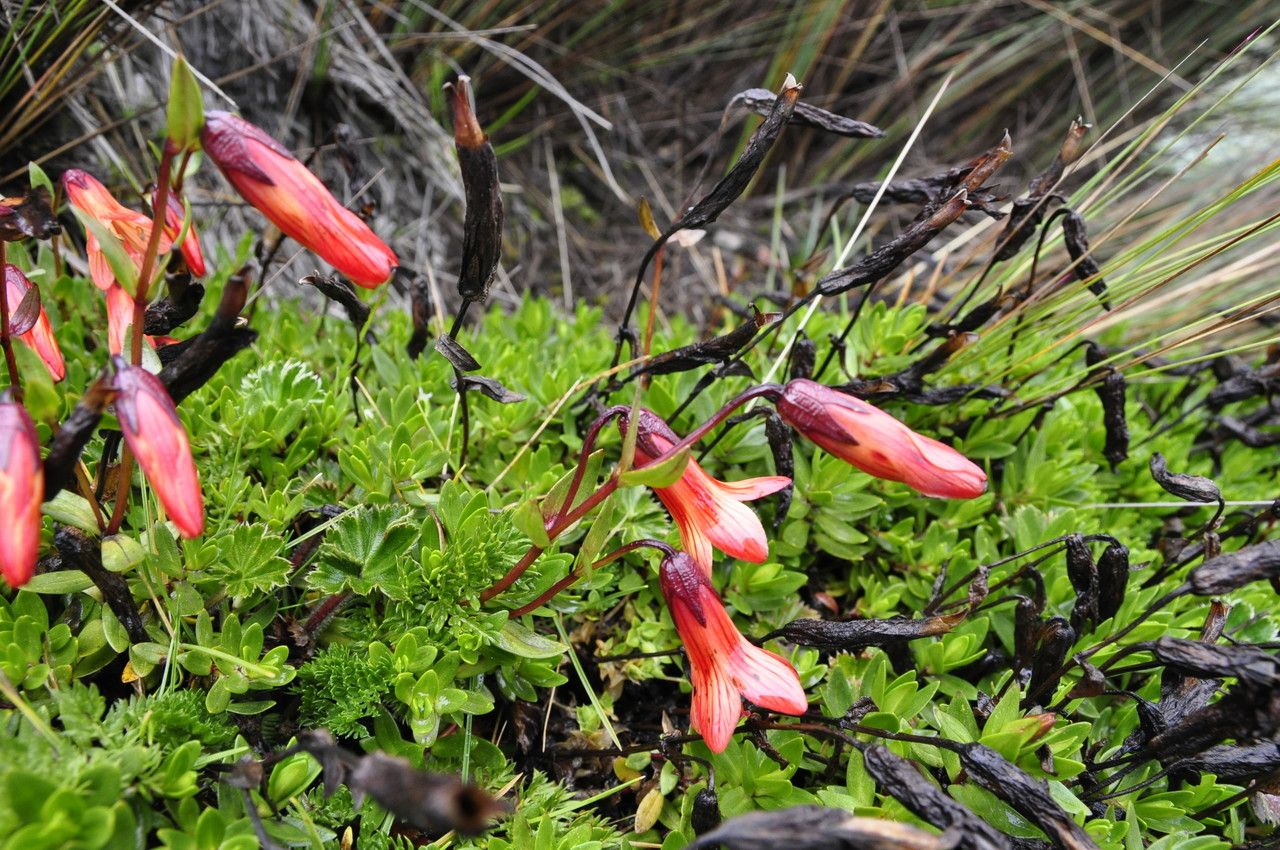 Gentianella cernua flower