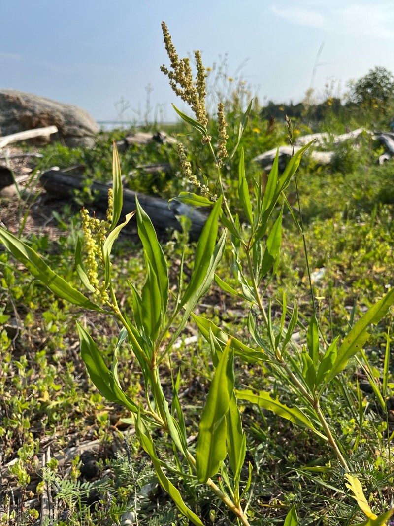 Rumex pallidus habit