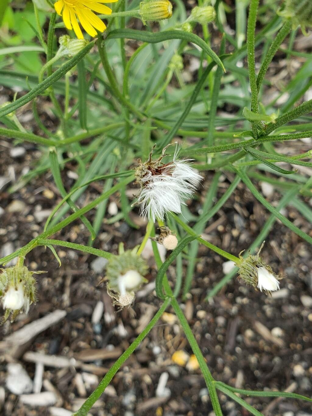Crepis tectorum fruit