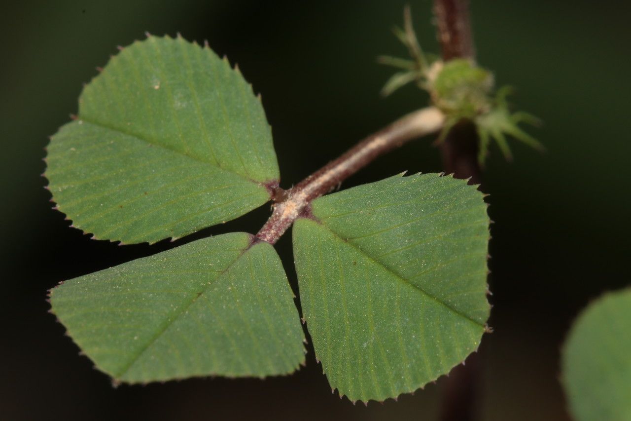 Medicago murex leaf