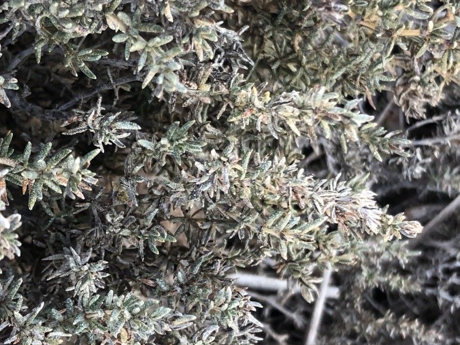 Frankenia corymbosa — related species from the same genus