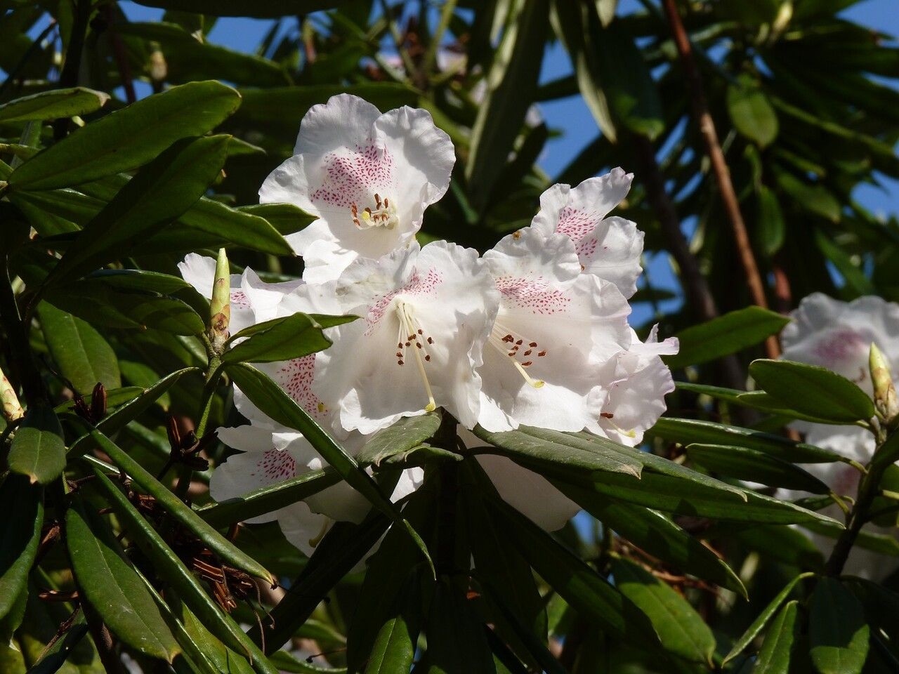 Rhododendron hunnewellianum flower