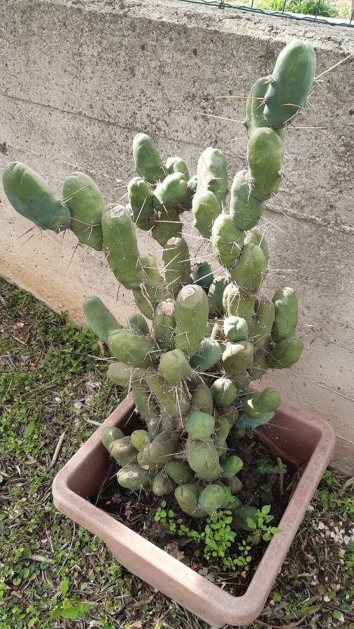 Echinopsis lageniformis habit
