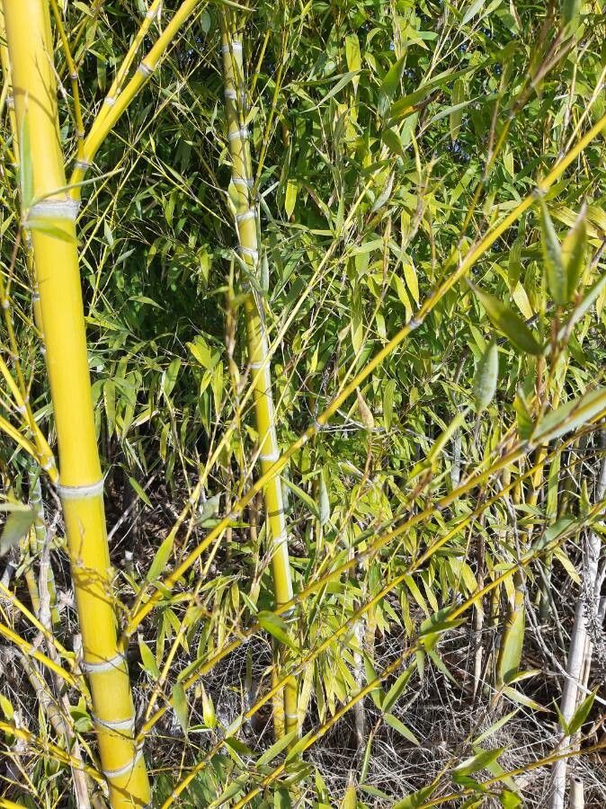 Phyllostachys aurea — related species from the same genus
