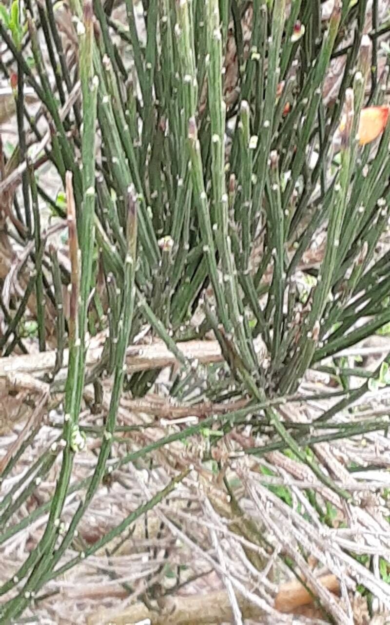 Cytisus × praecox leaf