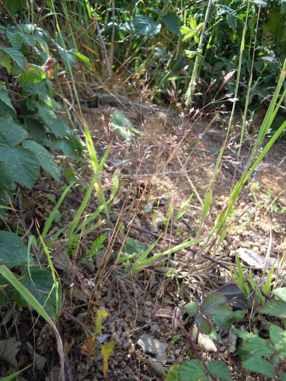 Aira multiculmis habit