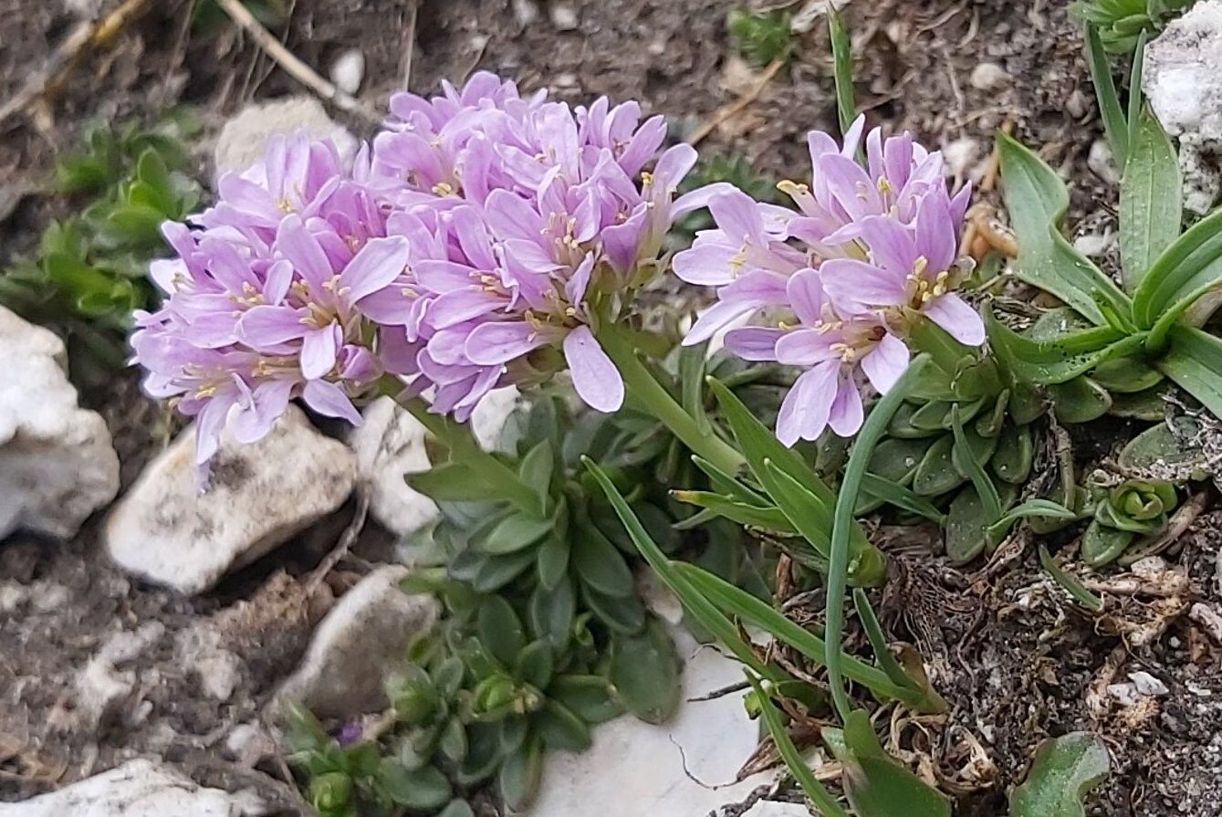 Noccaea bellidifolia — related species from the same genus