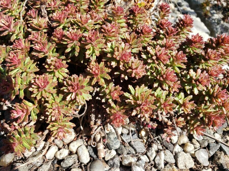 Phedimus middendorffianus — search result for 'Phedimus'