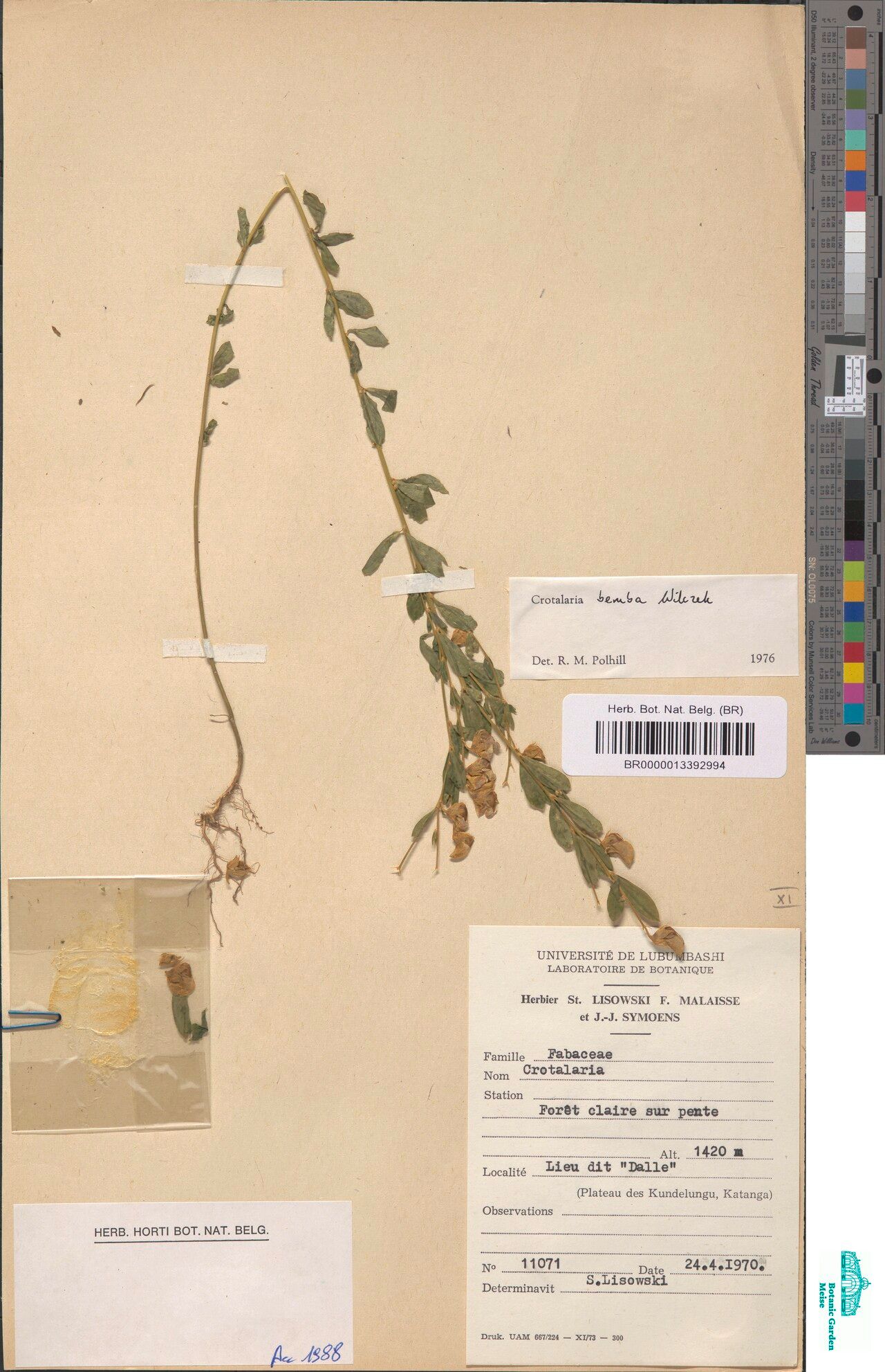 Crotalaria bemba — houseplant care guide