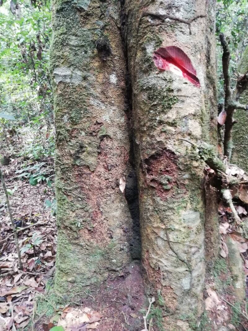 Pycnanthus marchalianus bark