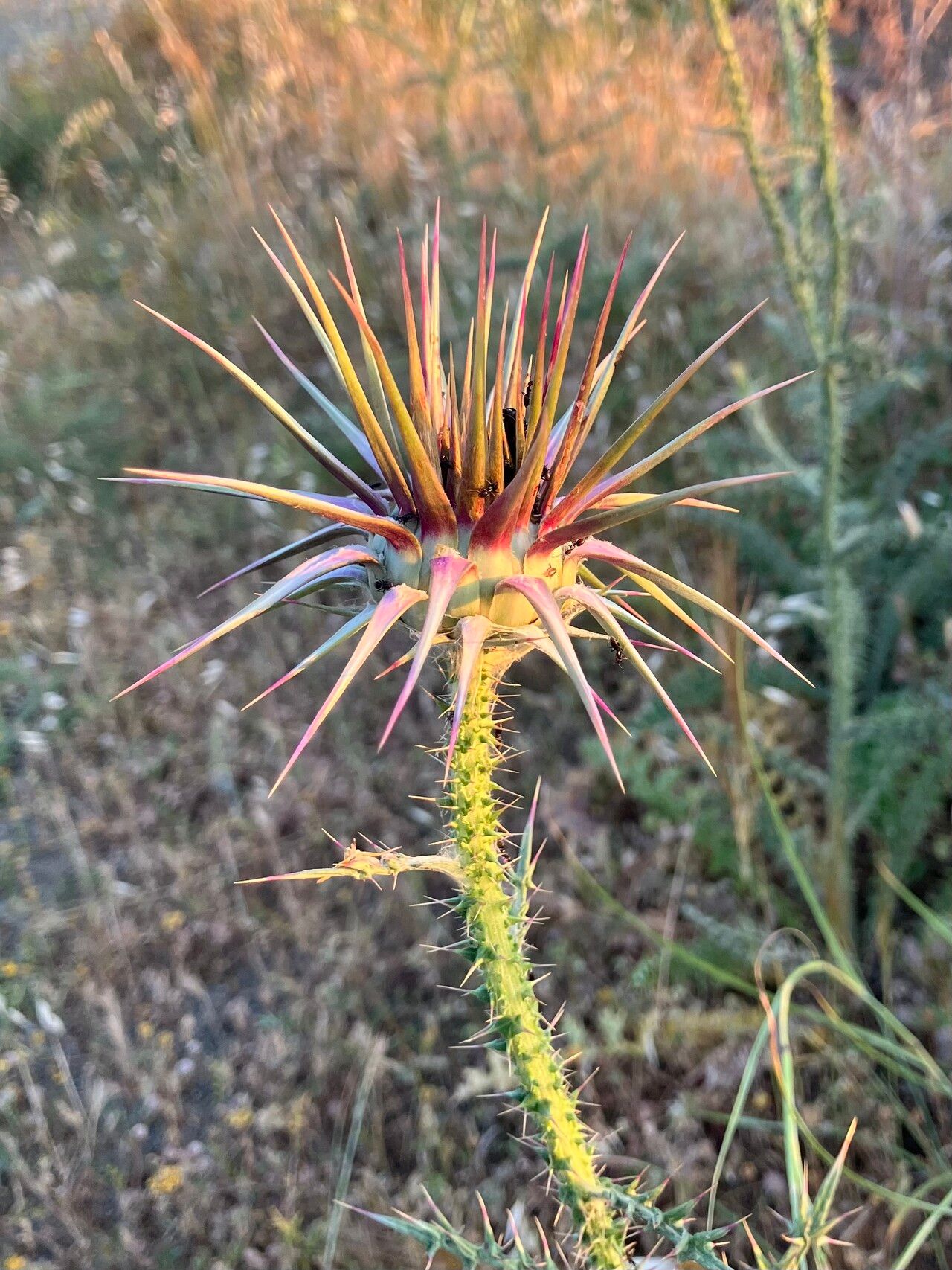 Onopordum cyprium — houseplant care guide