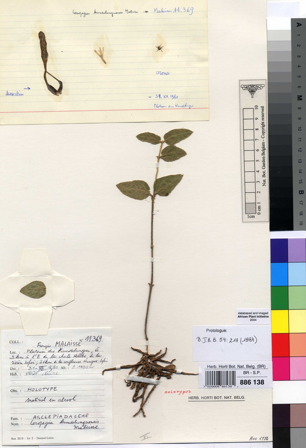 Ceropegia kundelunguensis — search result for 'Ceropegia'