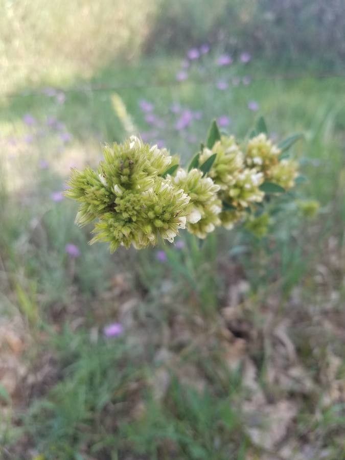 Lespedeza capitata flower