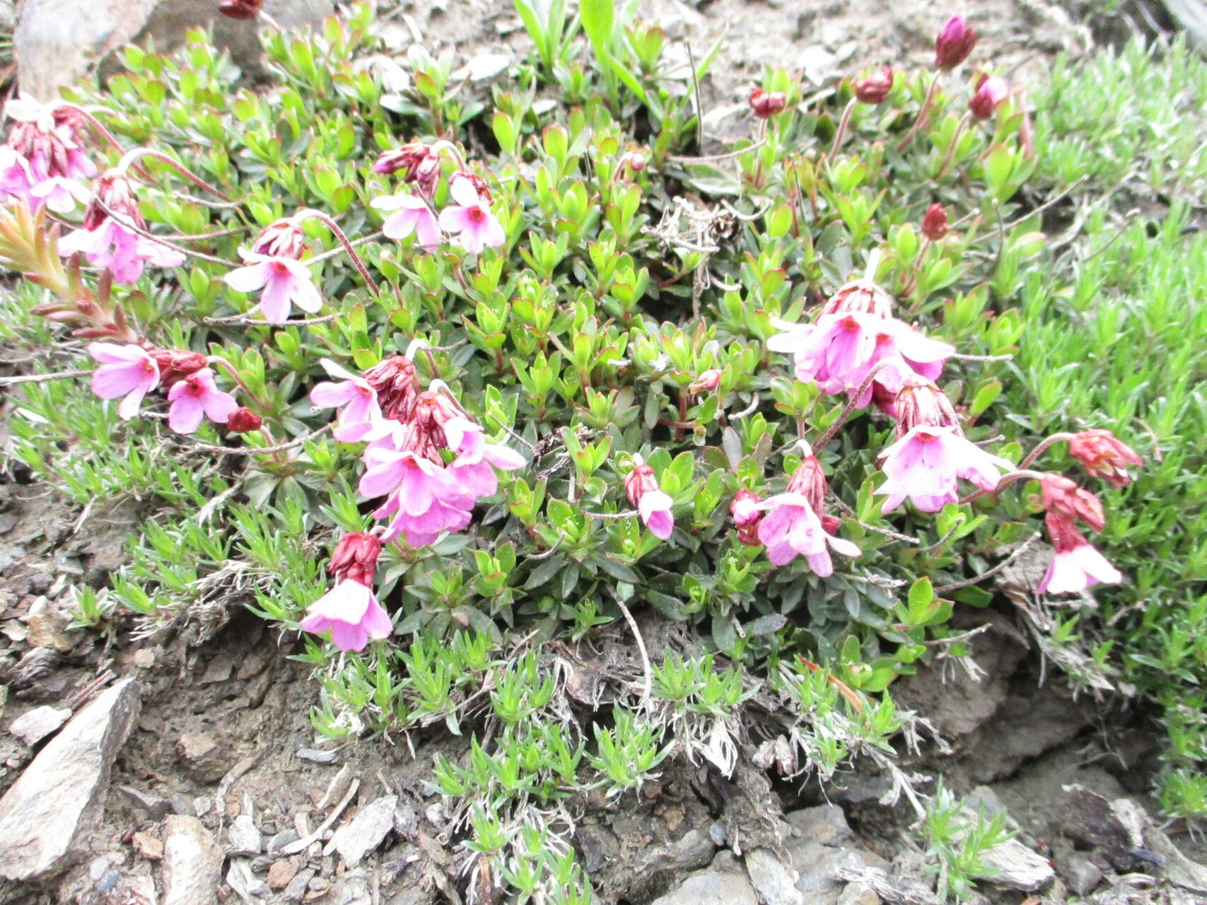 Androsace laevigata flower