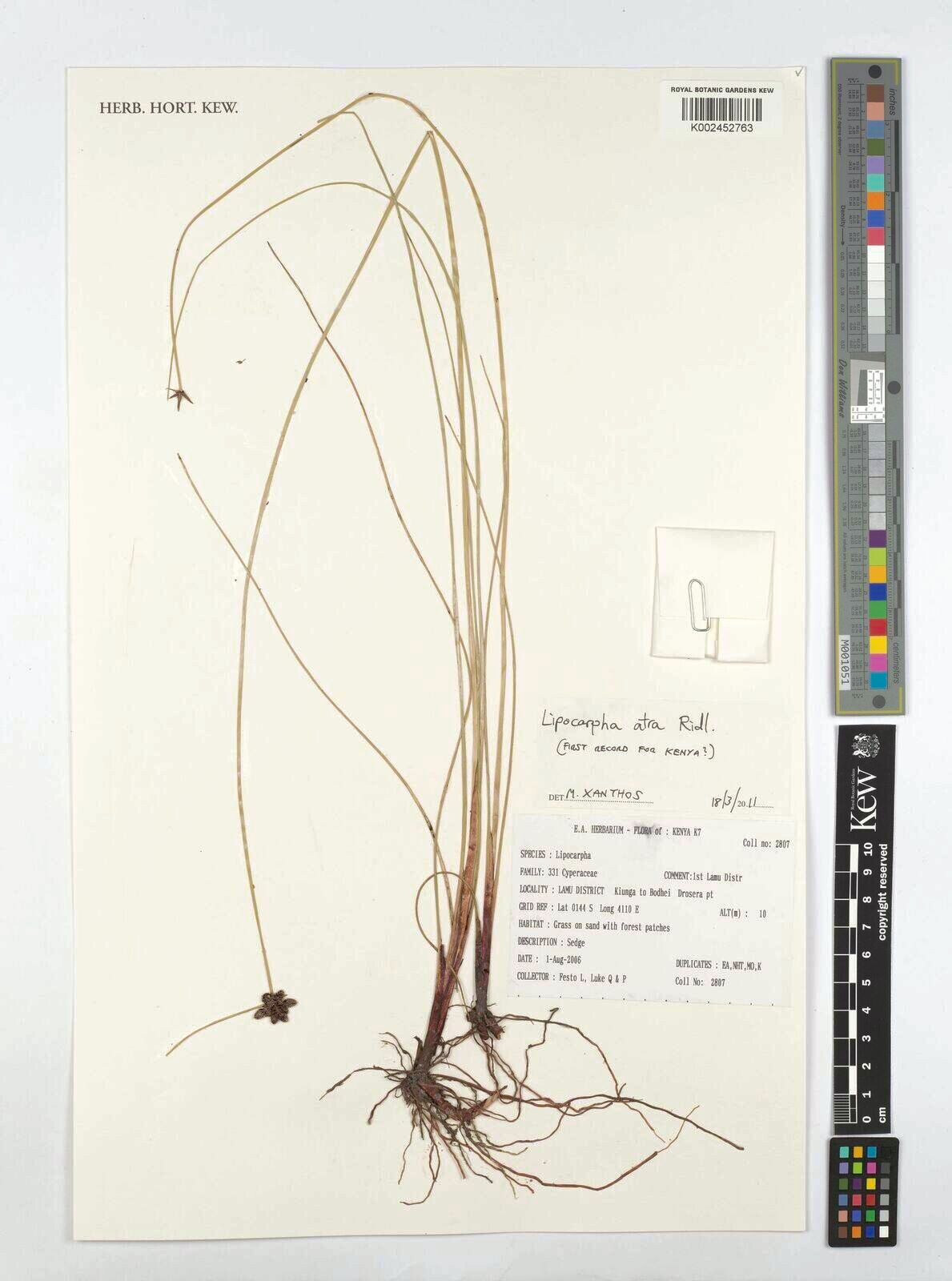 Cyperus lipoater — houseplant care guide