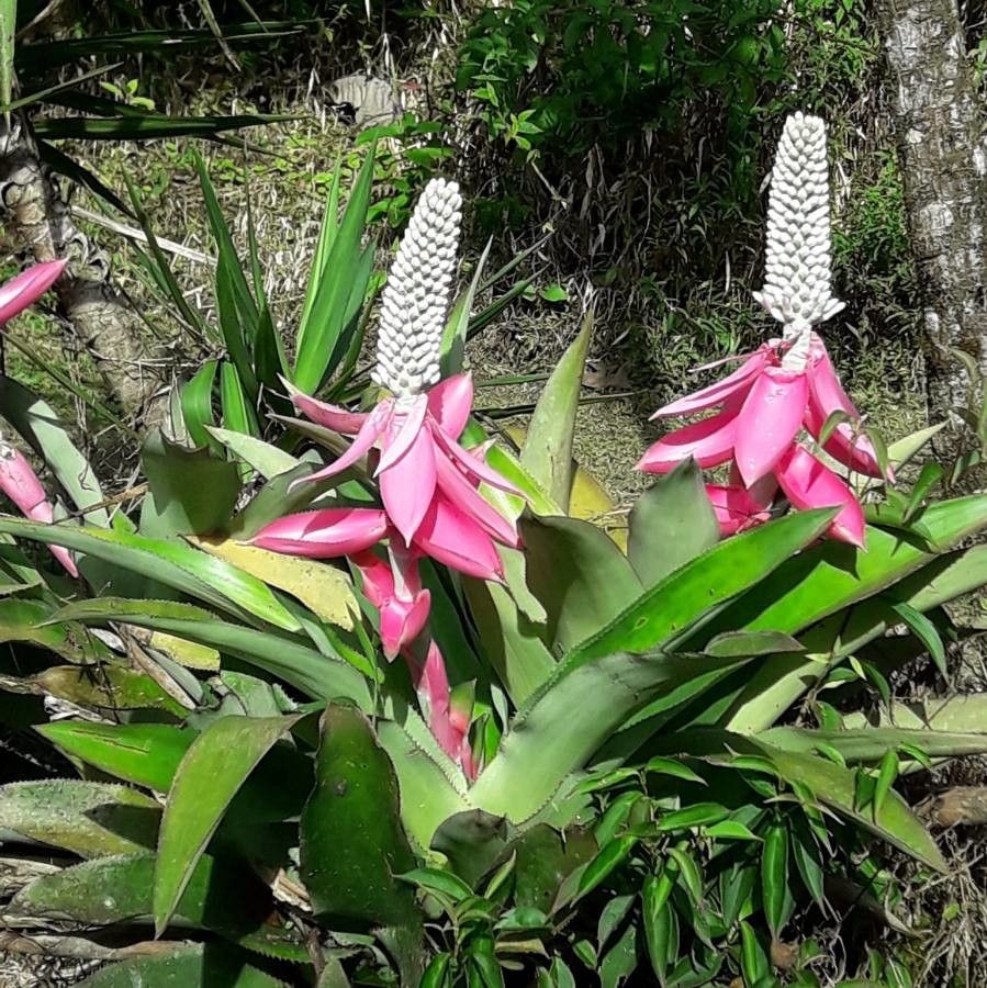 Aechmea mariae-reginae flower