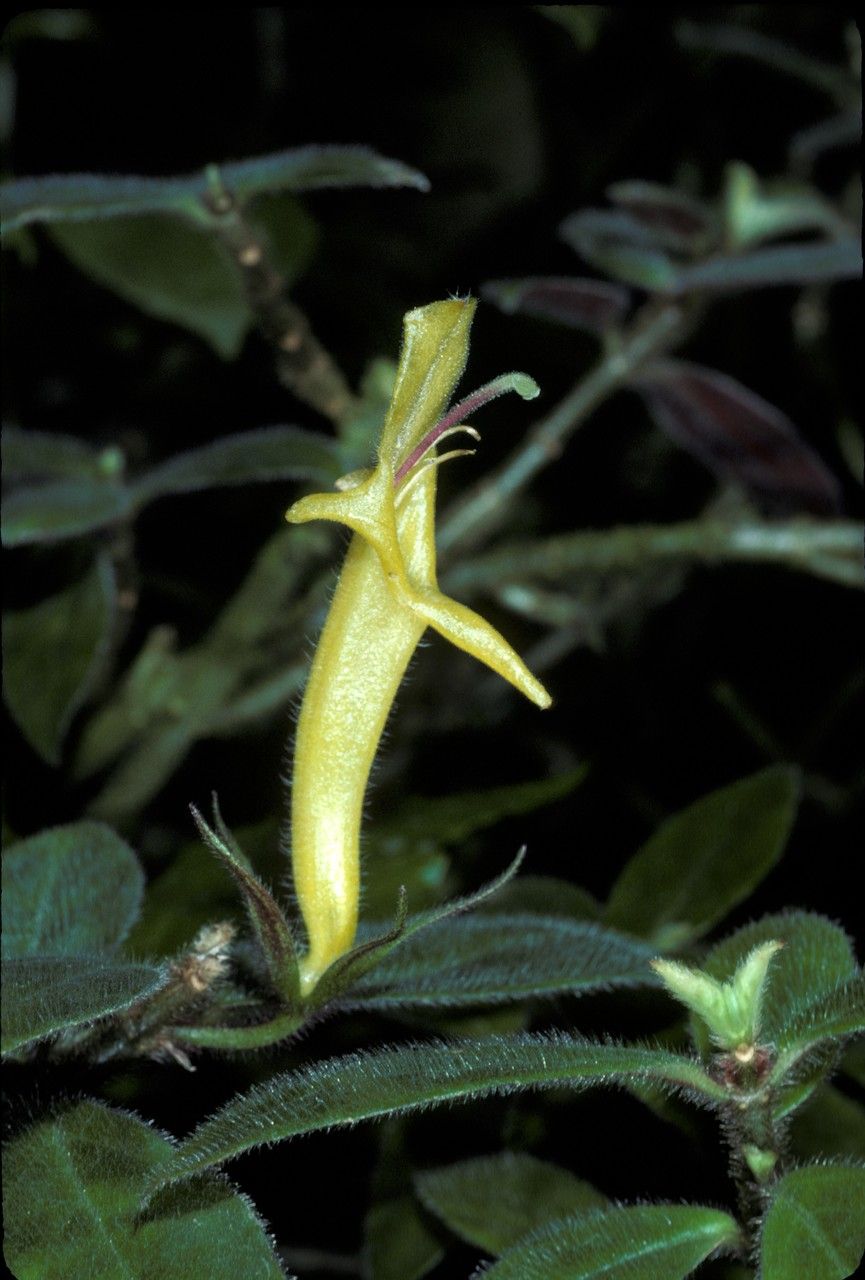 Columnea sulfurea flower