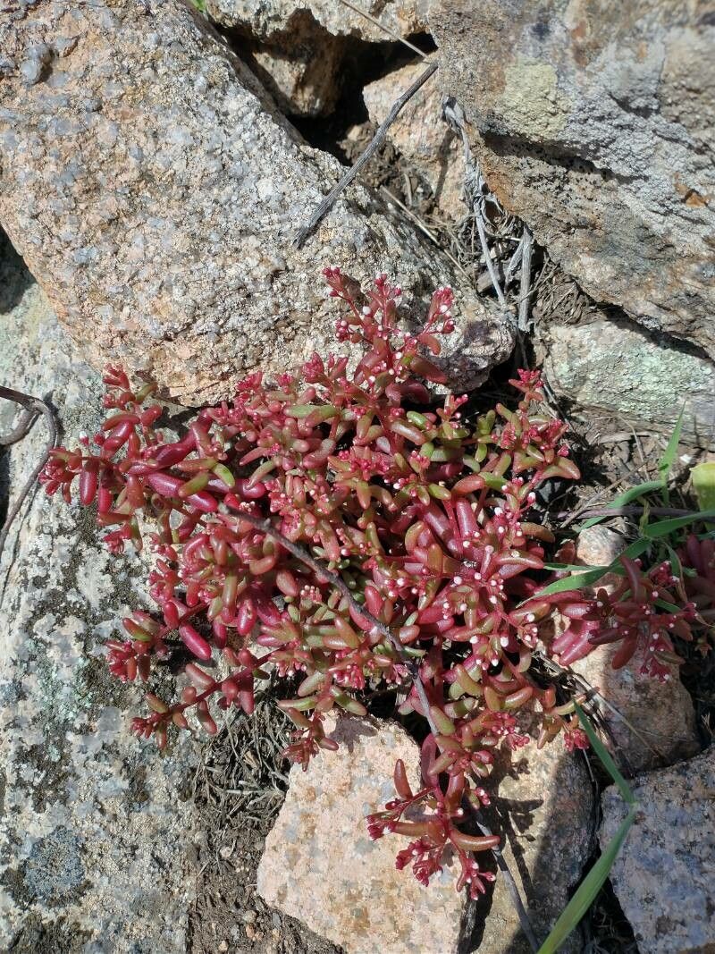 Crassula vaillantii flower