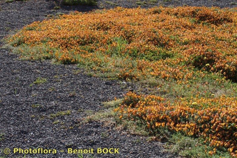 Cicer canariense habit