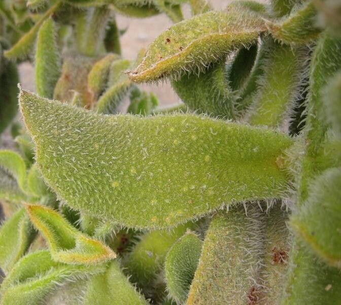 Mesembryanthemum barklyi