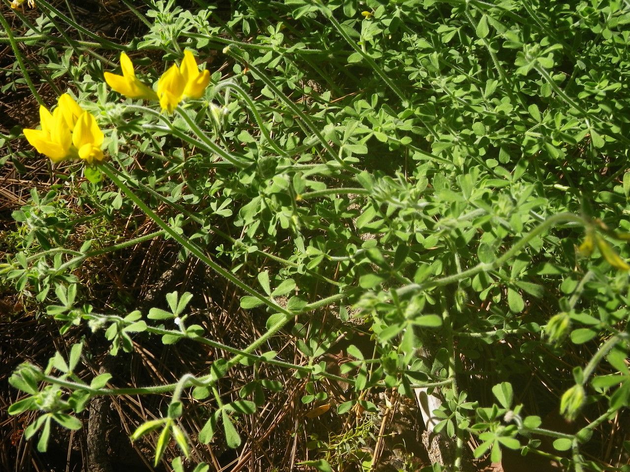 Lotus campylocladus habit