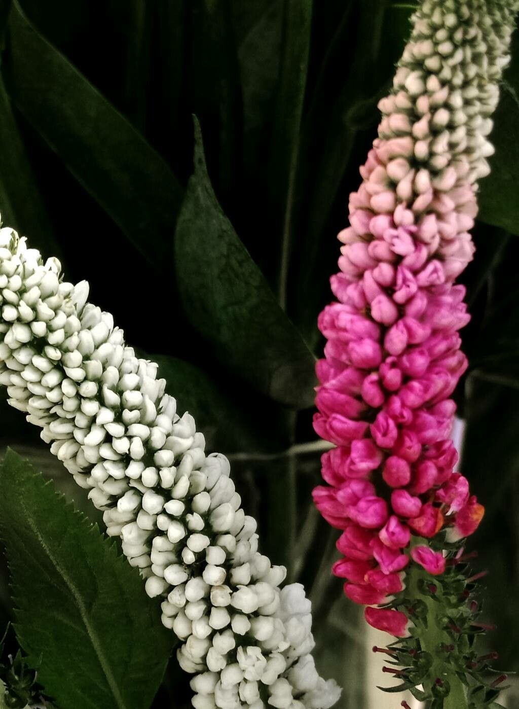 Veronica spuria flower