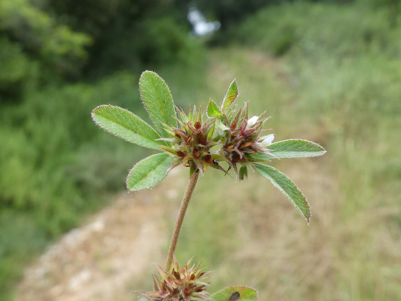 Trifolium scabrum flower