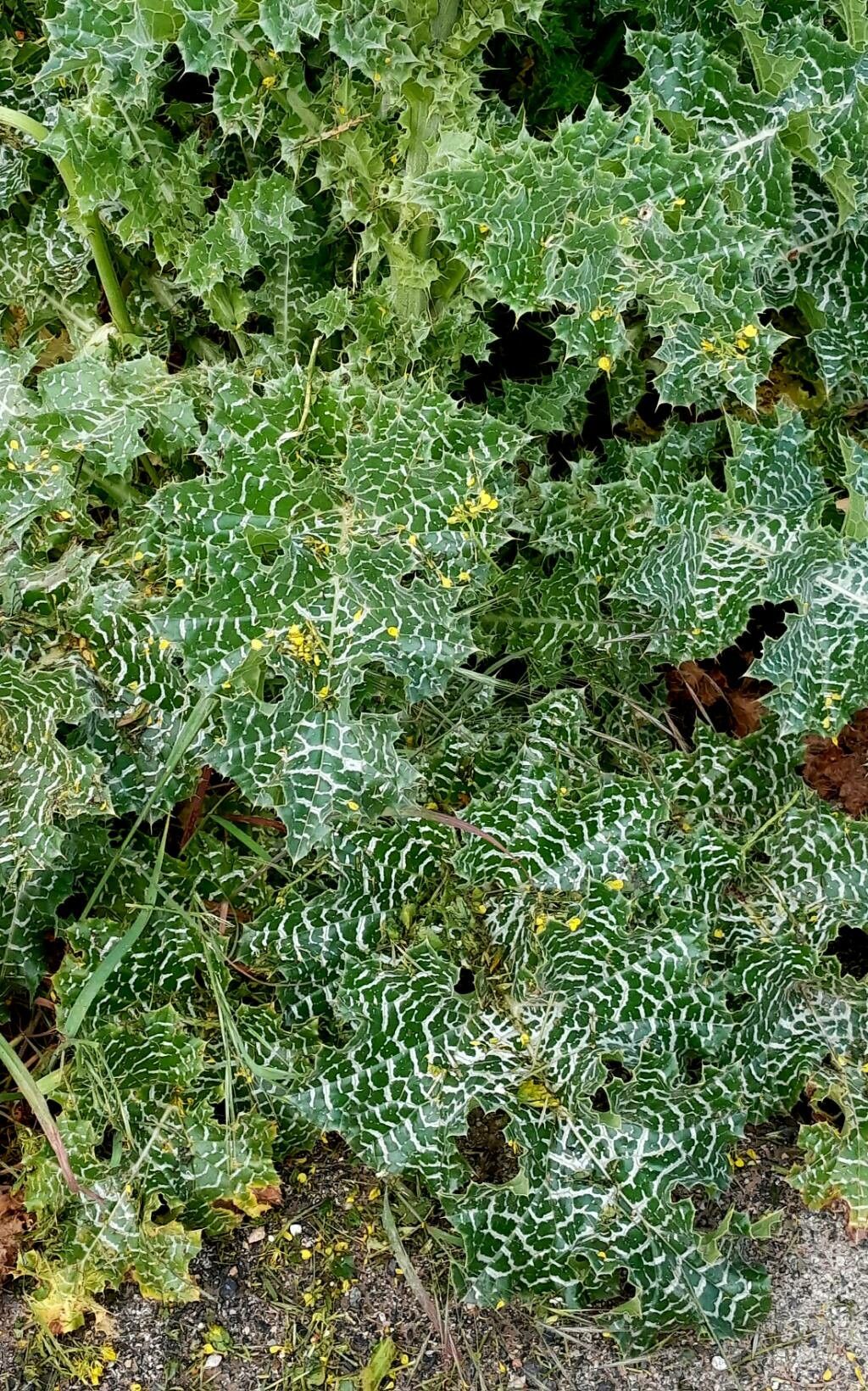 Silybum eburneum habit