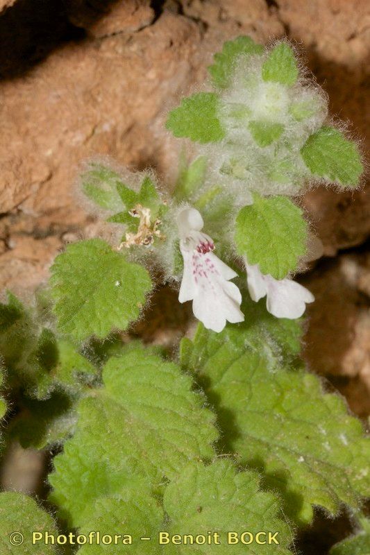 Stachys saxicola habit