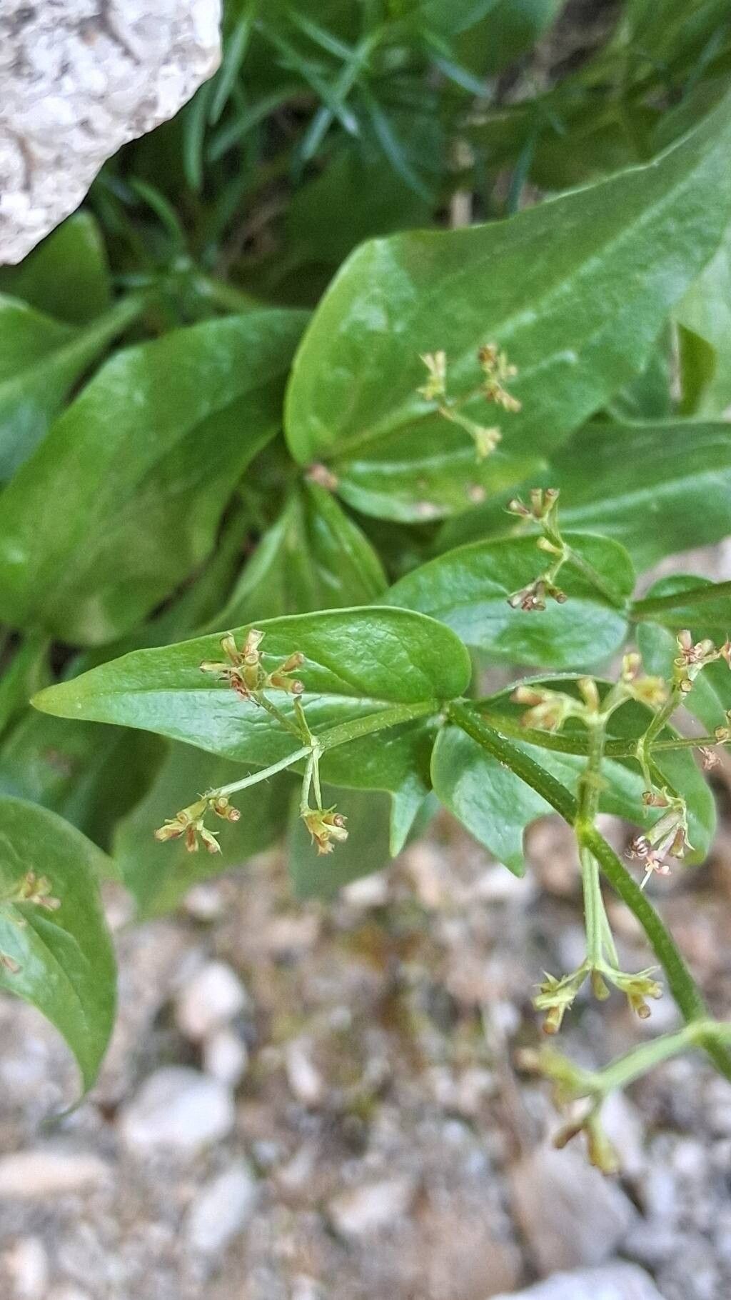 Valeriana elongata leaf