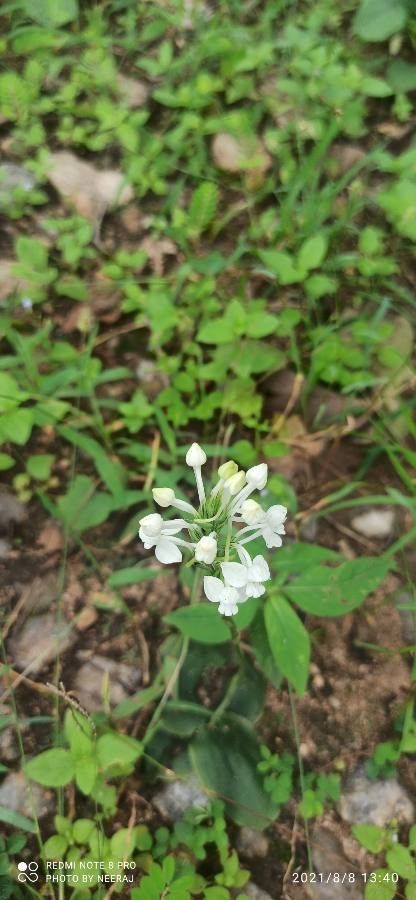 Platanthera blephariglottis