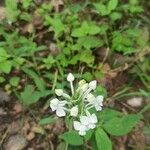 Platanthera blephariglottis