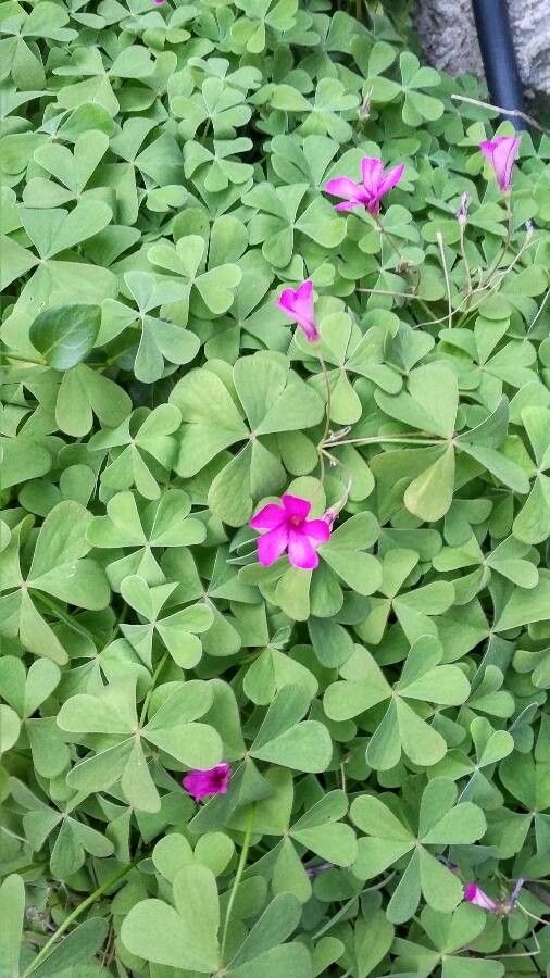 Oxalis floribunda flower